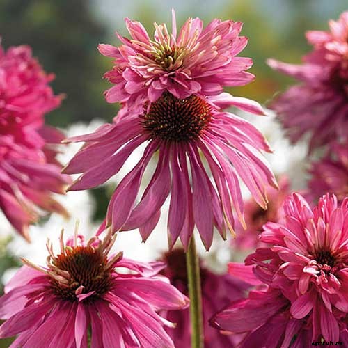 17 of the Best Coneflower Varieties