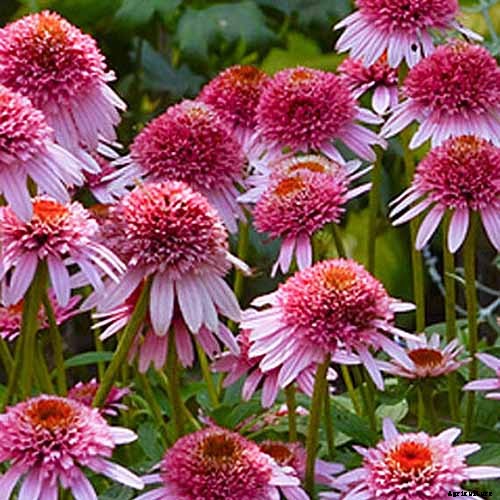 17 of the Best Coneflower Varieties