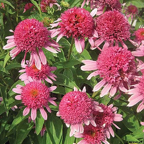 17 of the Best Coneflower Varieties