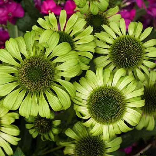 17 of the Best Coneflower Varieties