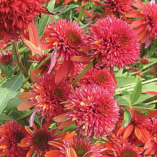 17 of the Best Coneflower Varieties