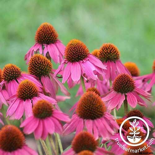 17 of the Best Coneflower Varieties