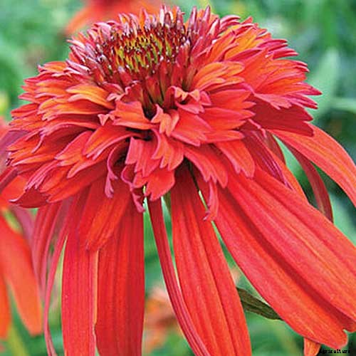 17 of the Best Coneflower Varieties