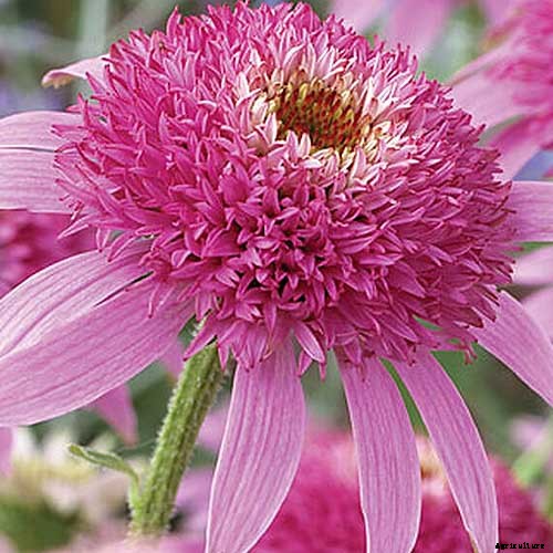 17 of the Best Coneflower Varieties