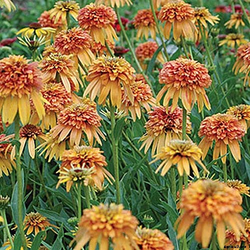 17 of the Best Coneflower Varieties