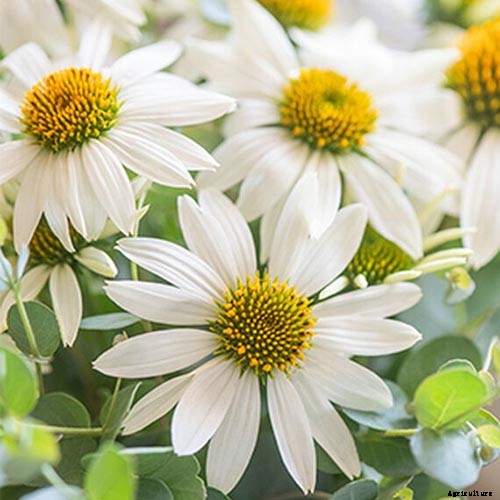 17 of the Best Coneflower Varieties