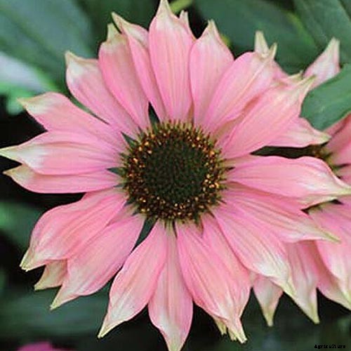 17 of the Best Coneflower Varieties