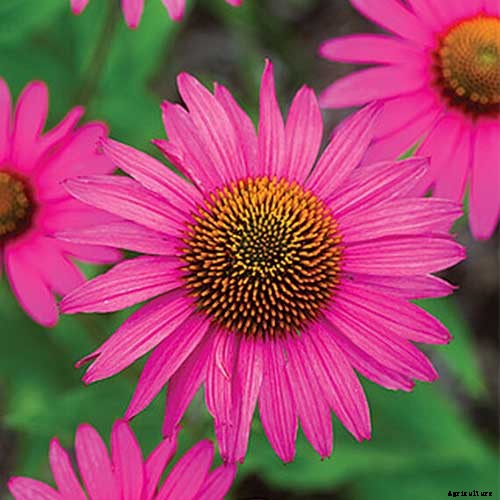 17 of the Best Coneflower Varieties