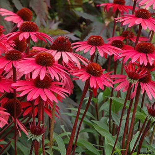 17 of the Best Coneflower Varieties