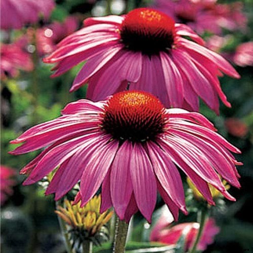17 of the Best Coneflower Varieties