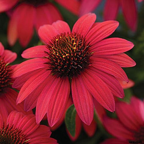 17 of the Best Coneflower Varieties