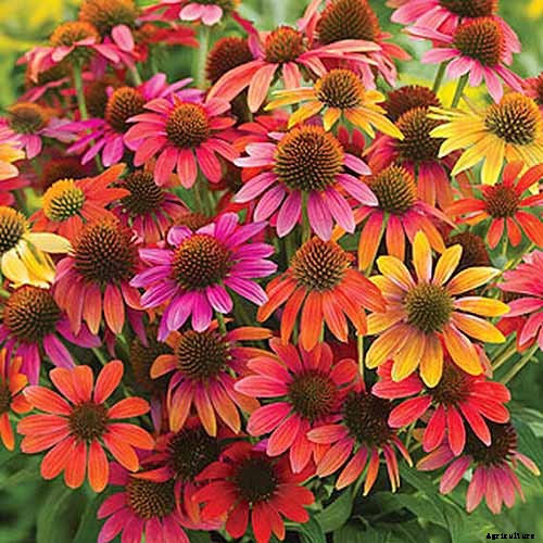 17 of the Best Coneflower Varieties