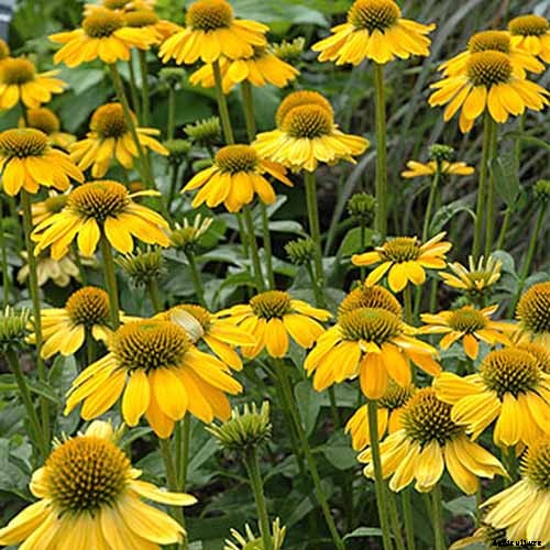 17 of the Best Coneflower Varieties