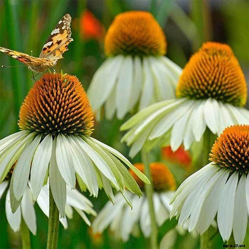 17 of the Best Coneflower Varieties