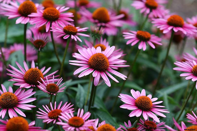 17 of the Best Coneflower Varieties