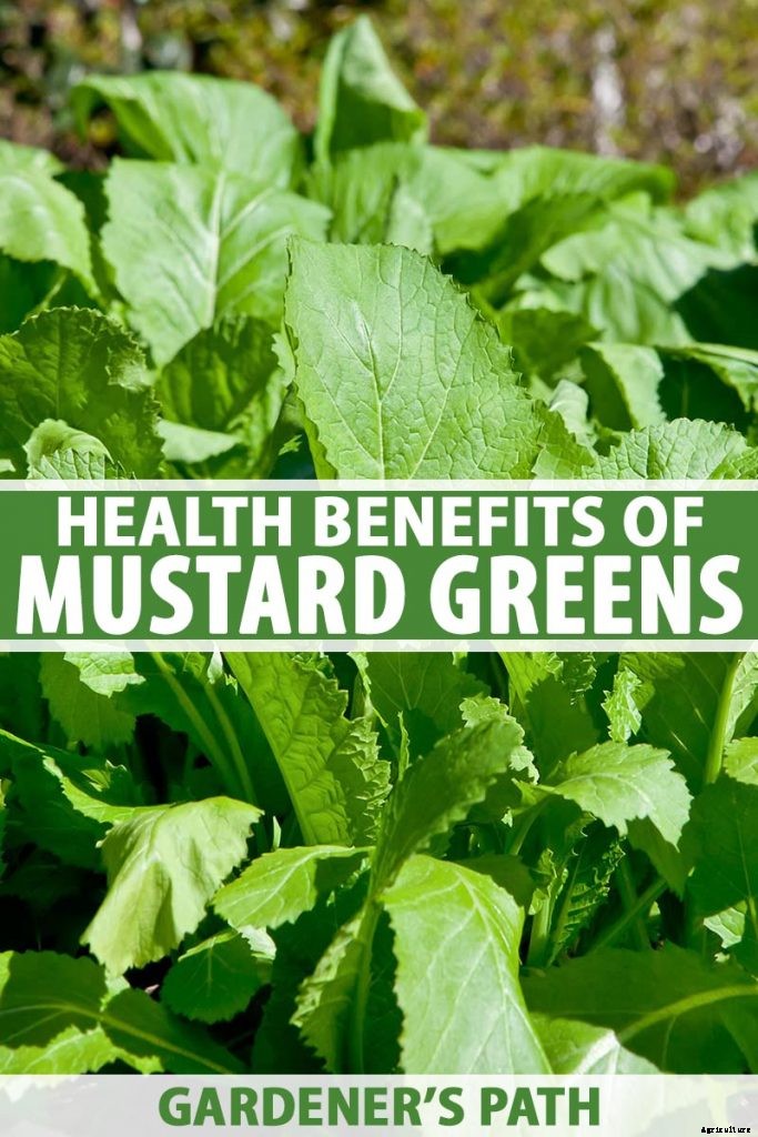 Health Benefits of Mustard Greens