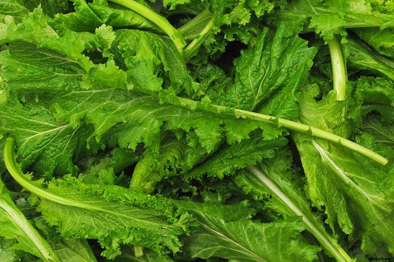 Health Benefits of Mustard Greens