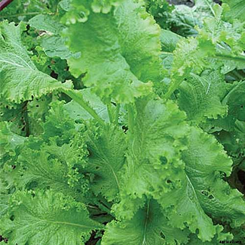 Health Benefits of Mustard Greens