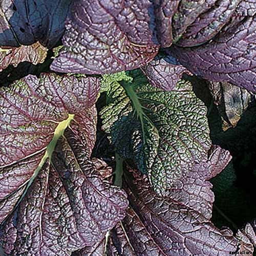 Health Benefits of Mustard Greens