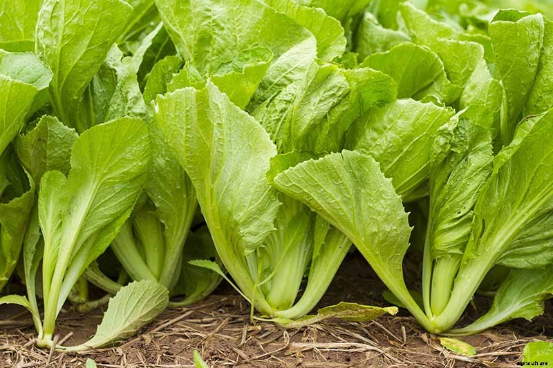 Health Benefits of Mustard Greens