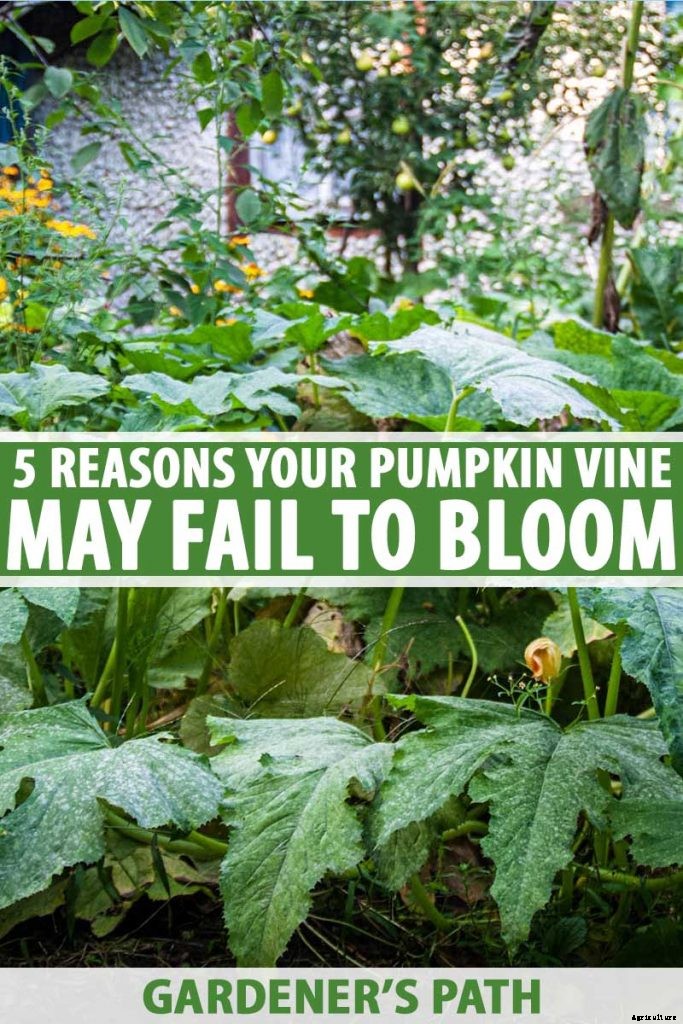 5 Reasons Your Pumpkin Vine Isn’t Blooming