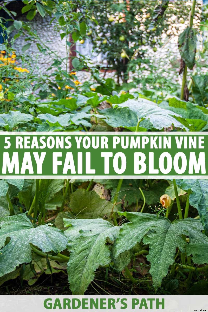 5 Reasons Your Pumpkin Vine Isn’t Blooming