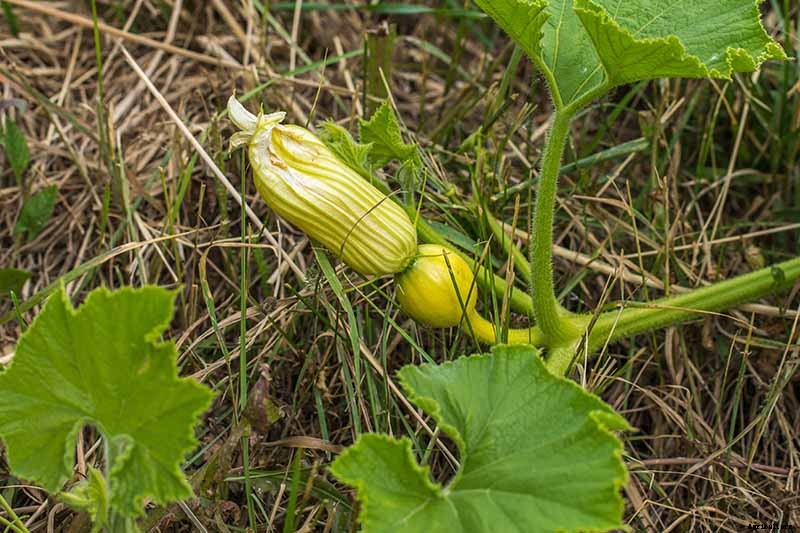 5 Reasons Your Pumpkin Vine Isn’t Blooming
