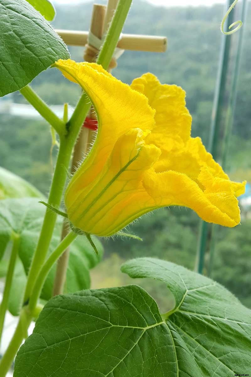 5 Reasons Your Pumpkin Vine Isn’t Blooming