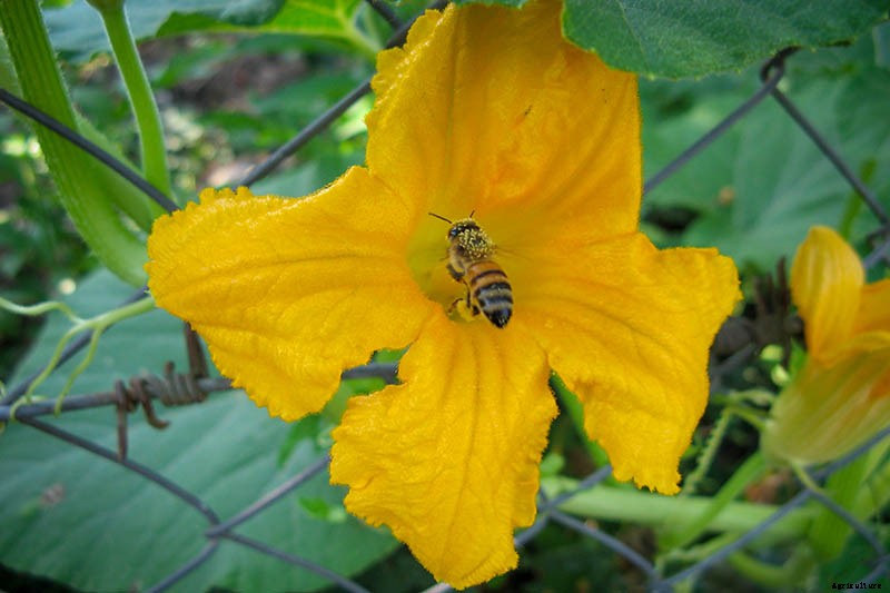 5 Reasons Your Pumpkin Vine Isn’t Blooming