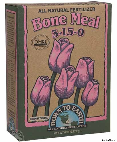 5 Reasons Your Pumpkin Vine Isn’t Blooming