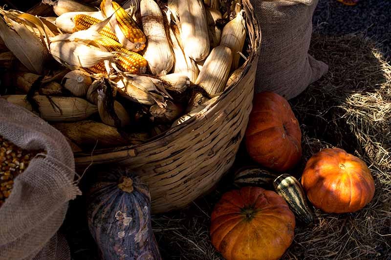 5 Reasons Your Pumpkin Vine Isn’t Blooming