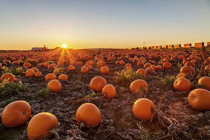 5 Reasons Your Pumpkin Vine Isn’t Blooming