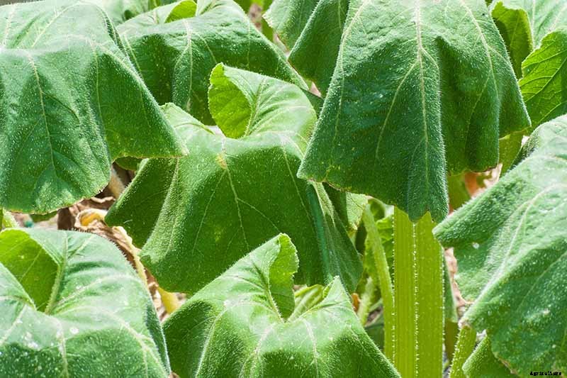 5 Reasons Your Pumpkin Vine Isn’t Blooming