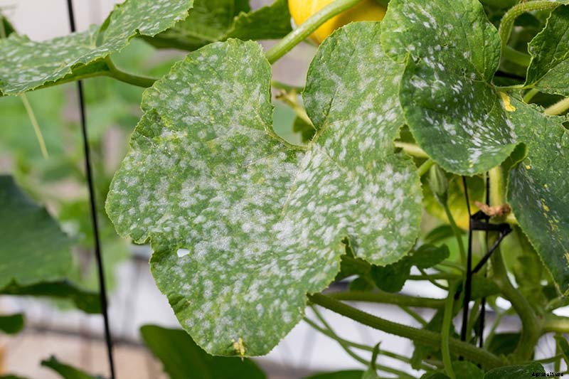 5 Reasons Your Pumpkin Vine Isn’t Blooming