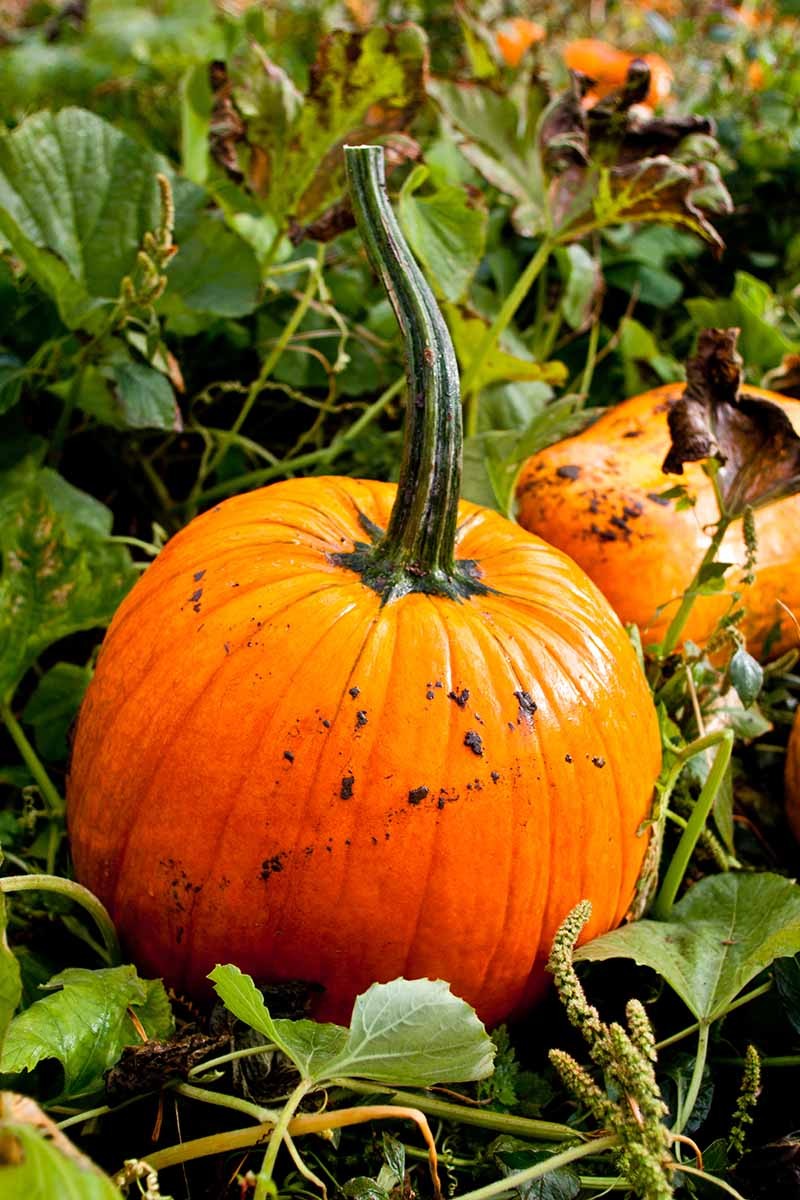 5 Reasons Your Pumpkin Vine Isn’t Blooming
