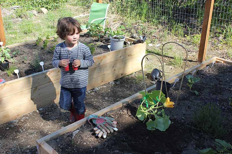 5 Reasons Your Pumpkin Vine Isn’t Blooming