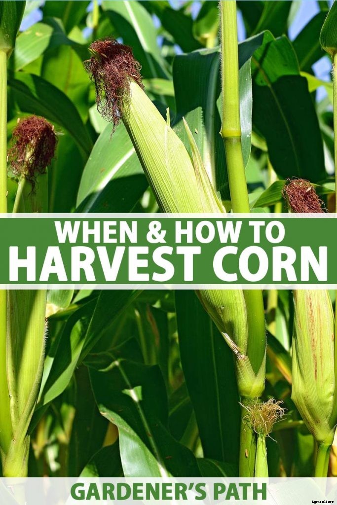 When and How to Harvest Corn