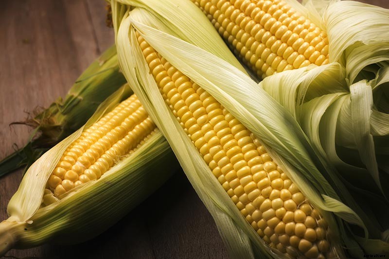 When and How to Harvest Corn