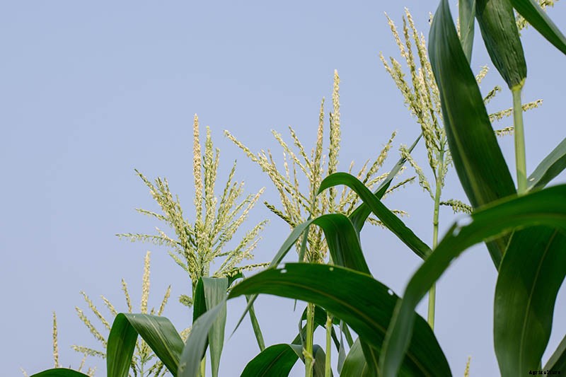When and How to Harvest Corn