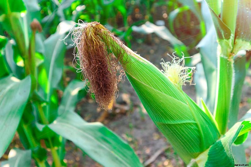 When and How to Harvest Corn