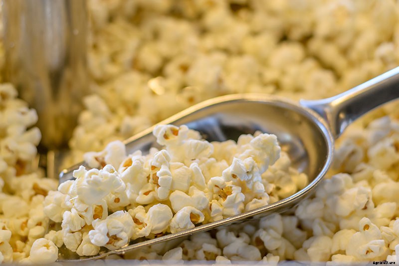 When and How to Harvest Corn