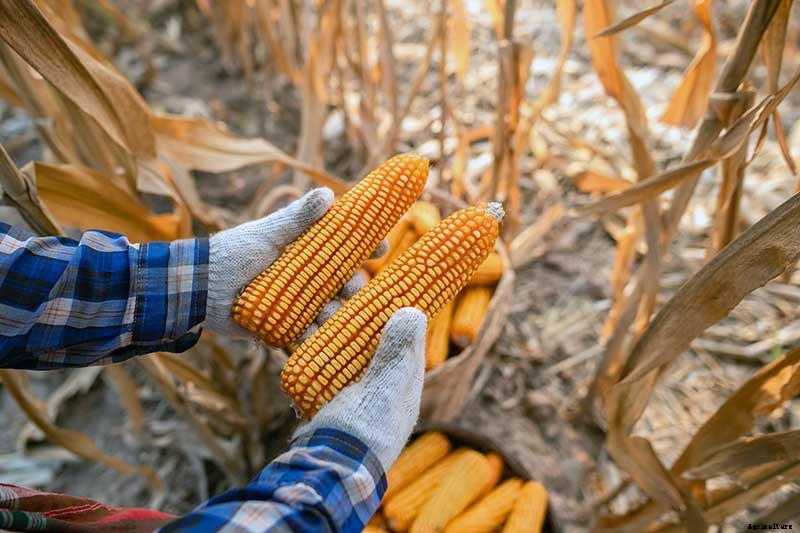 When and How to Harvest Corn