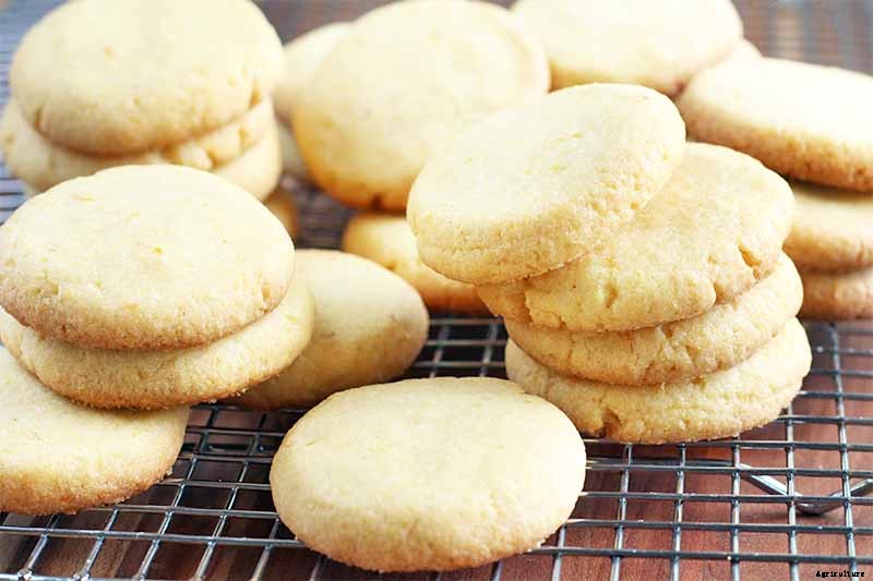 When and How to Harvest Corn