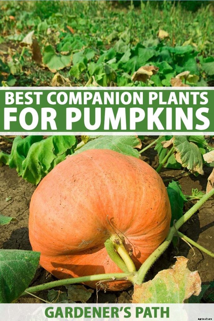The Best Companion Plants to Grow with Pumpkins
