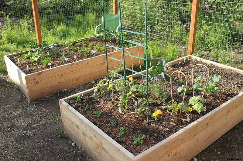 The Best Companion Plants to Grow with Pumpkins