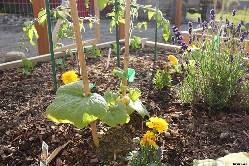 The Best Companion Plants to Grow with Pumpkins