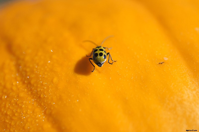 The Best Companion Plants to Grow with Pumpkins