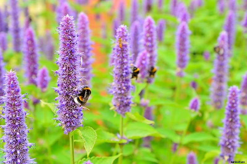 The Best Companion Plants to Grow with Pumpkins