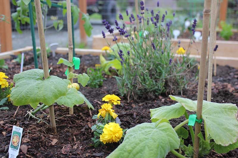 The Best Companion Plants to Grow with Pumpkins