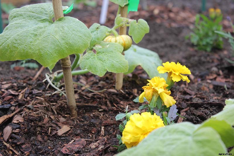 The Best Companion Plants to Grow with Pumpkins